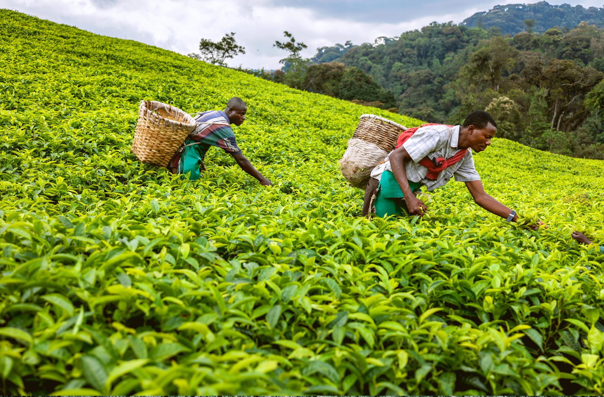 A History of Rwanda