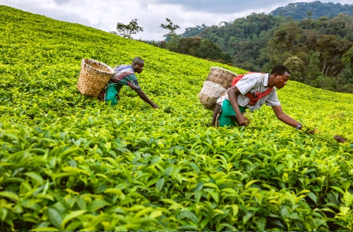 A History of Rwanda