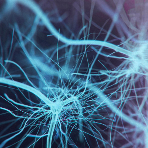 Neurocognitive Research Center (NCRC)