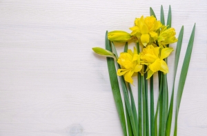 Daffodils Campaign at SWPS University in Warsaw