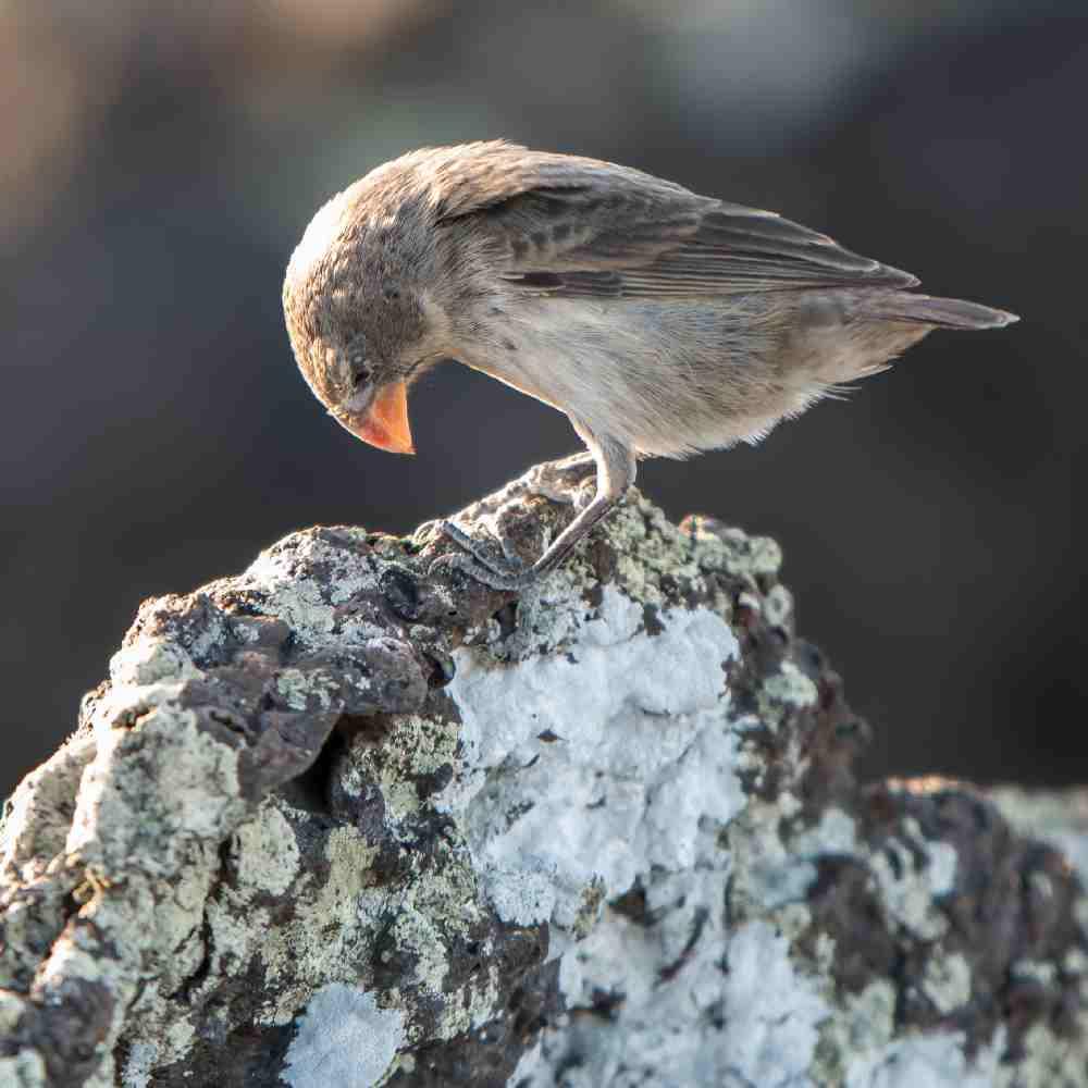 Darwin’s Finches Student Research Club