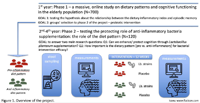 Effects of probiotic on cognition study2