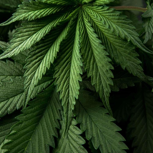 Effects of long-term use of cannabis and tobacco on cognitive functions, including psychophysiological correlates